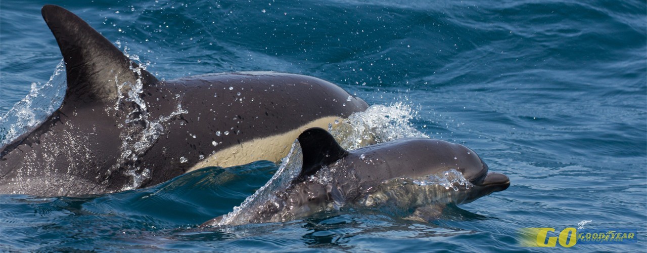 Onde e como observar golfinhos no Algarve