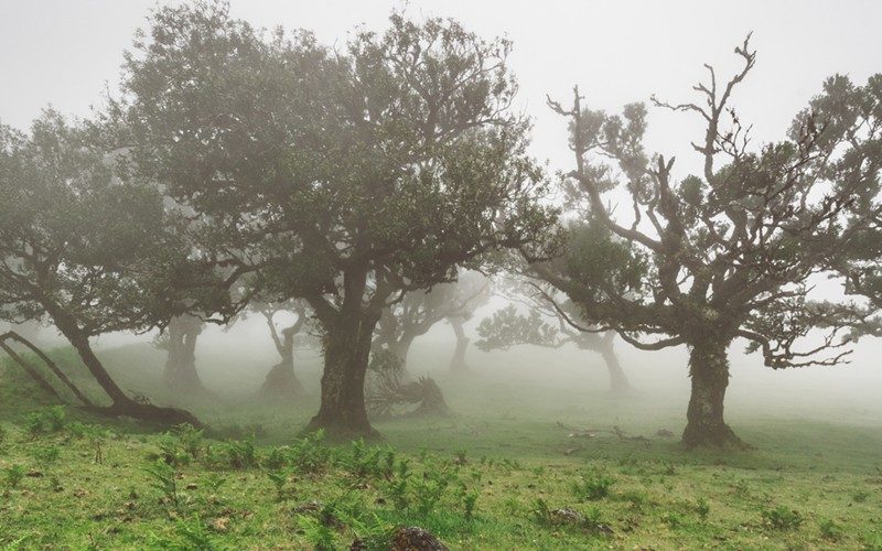 As 5 florestas mais espetaculares de Portugal